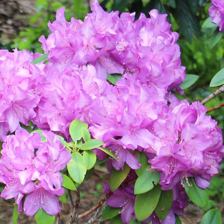 Purple Passion Rhododendron - LandscapeDirect