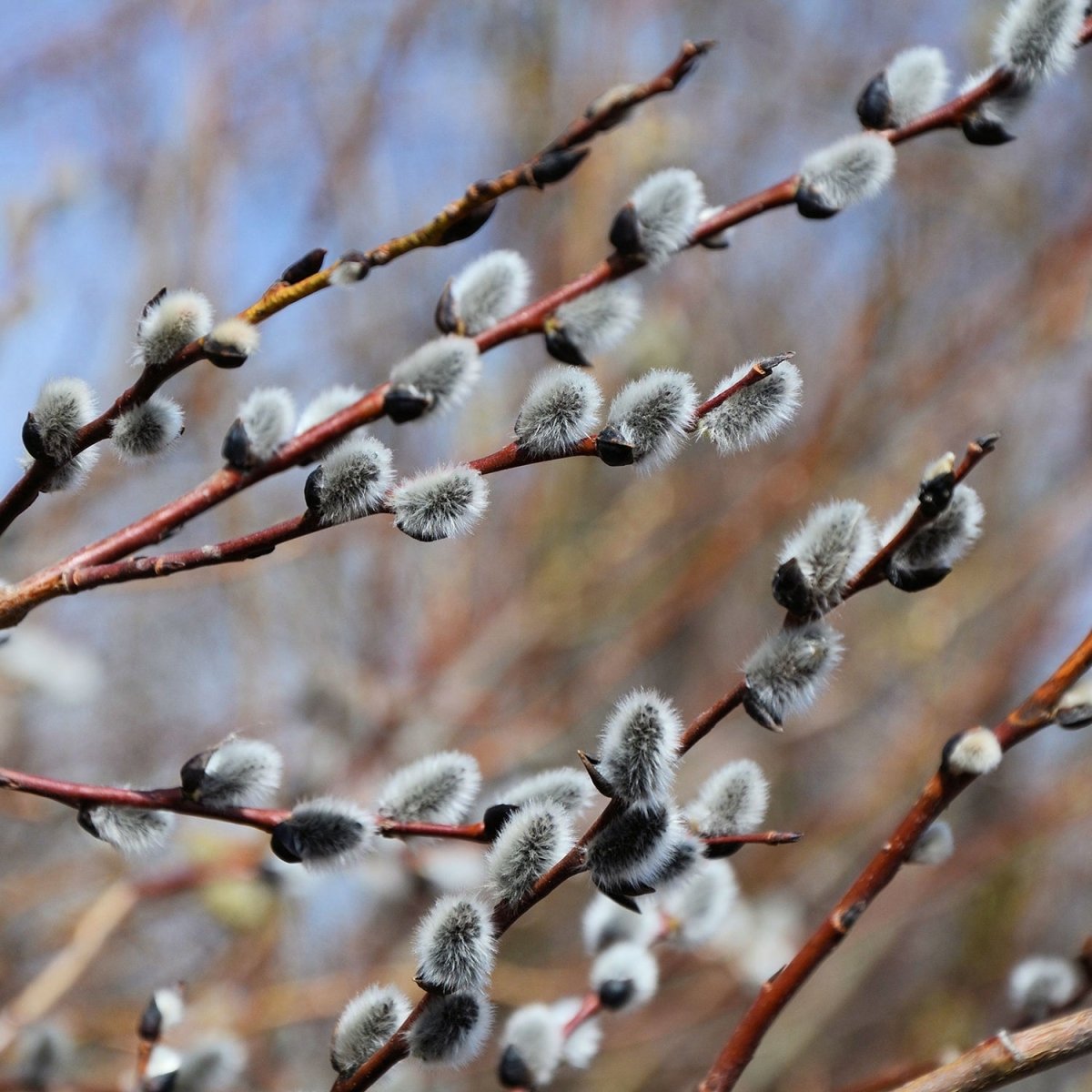 Pussy Willow - LandscapeDirect