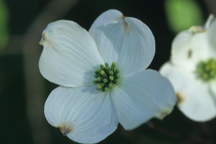 Rainbow Flowering Dogwood - LandscapeDirect