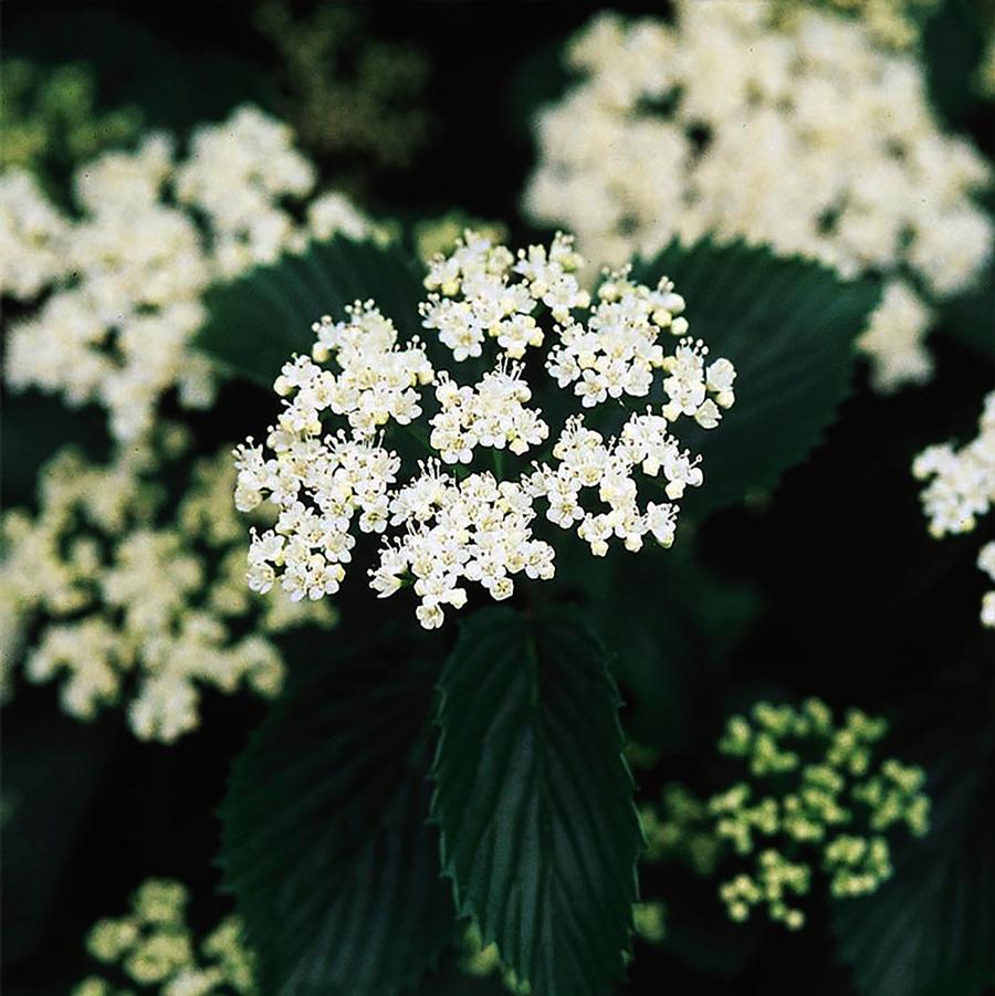 Ralph Senior Arrowwood Viburnum - LandscapeDirect