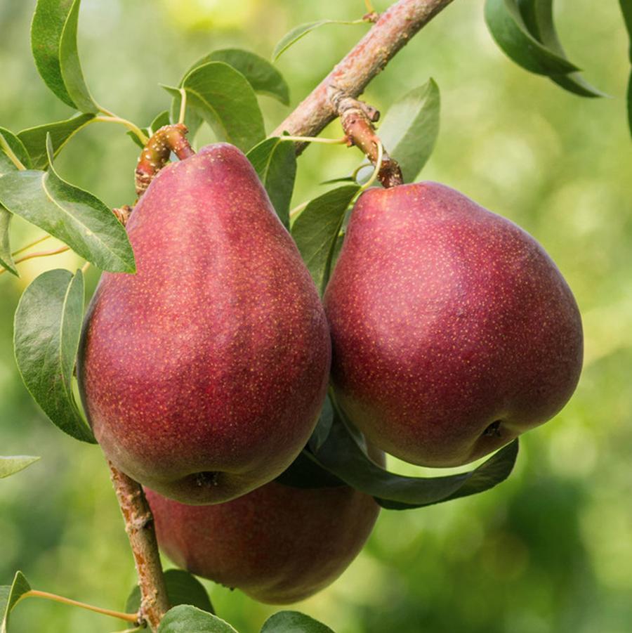 Red Bartlett Pear - LandscapeDirect