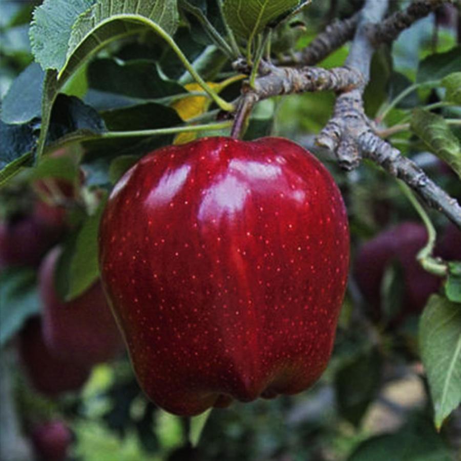 Red Delicious Apple - LandscapeDirect