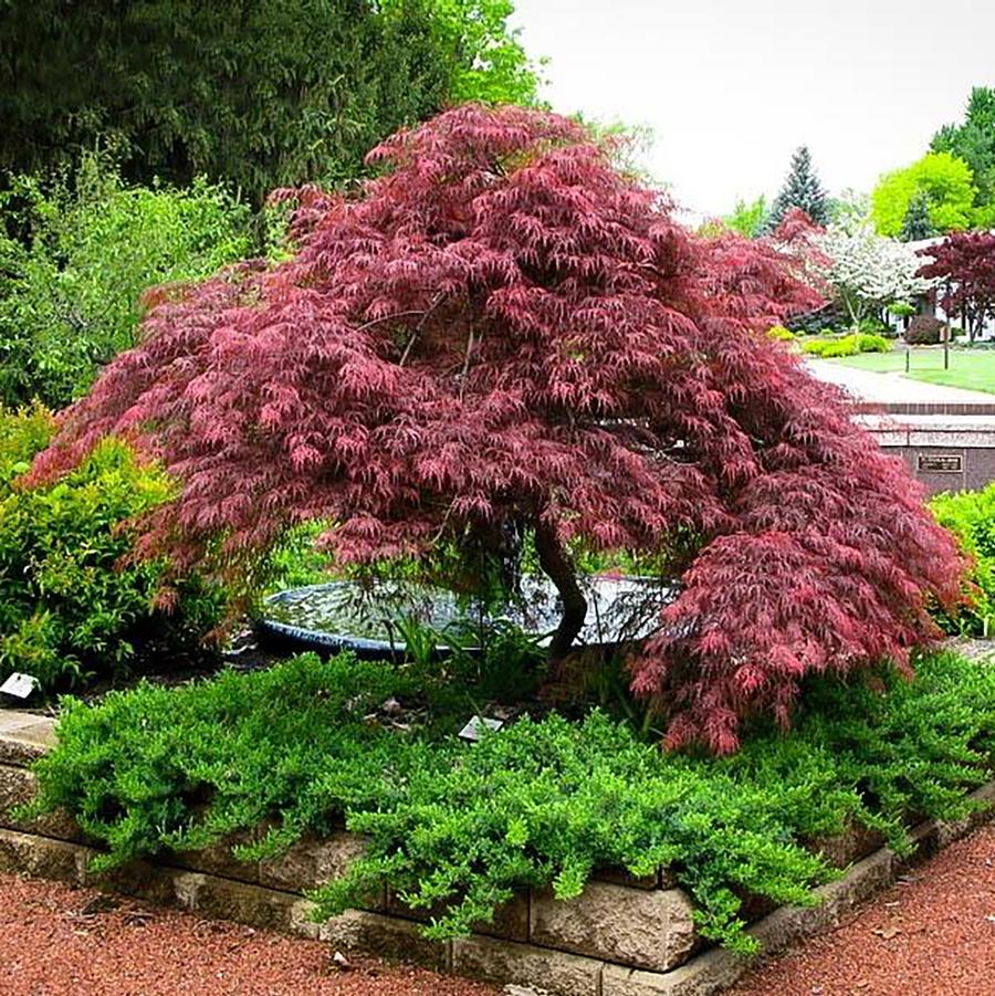 Red Dragon Laceleaf Japanese Maple - LandscapeDirect