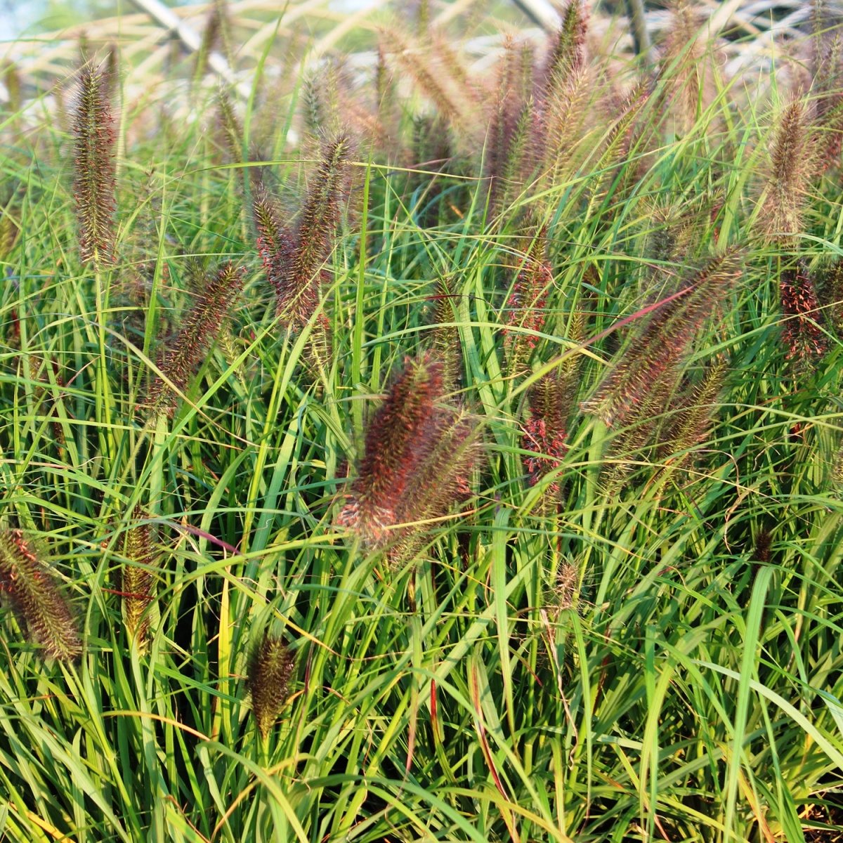 Red Head Fountain Grass - LandscapeDirect