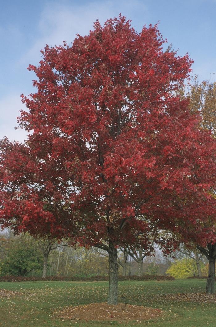 Red Maple - LandscapeDirect