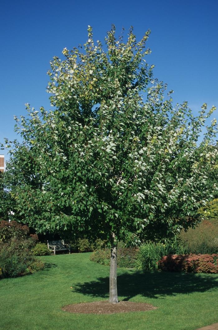 Red Sunset Red Maple - LandscapeDirect