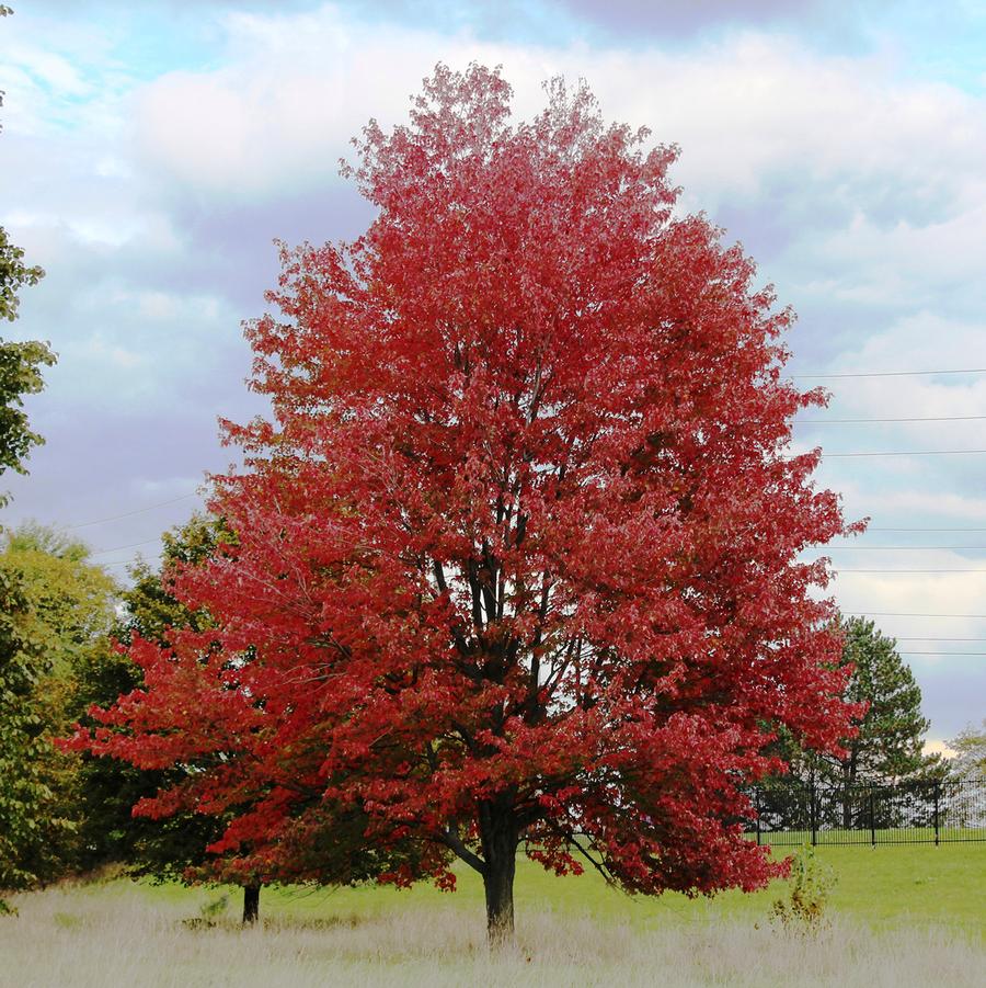 Redpointe Red Maple - LandscapeDirect