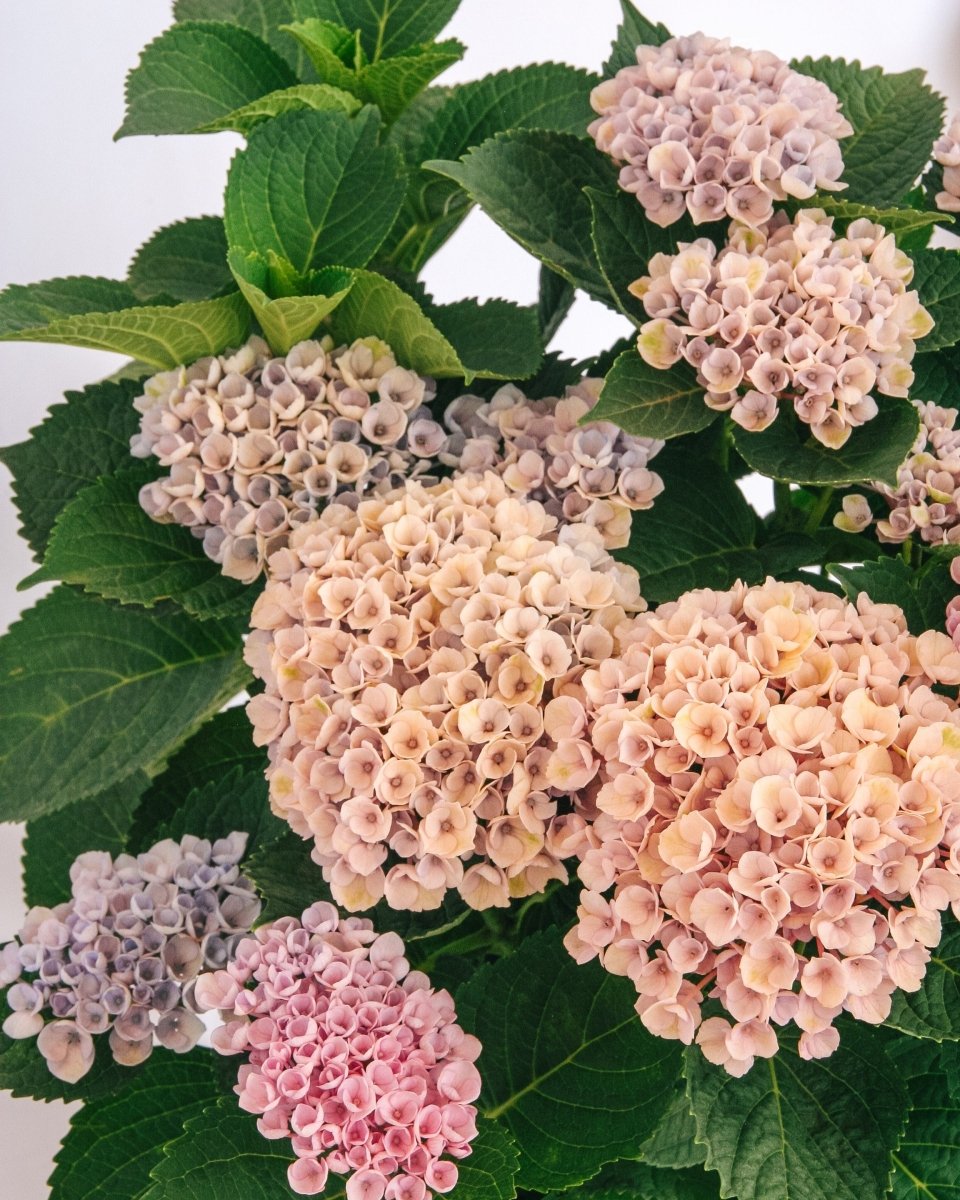 Revolution Hydrangea - LandscapeDirect