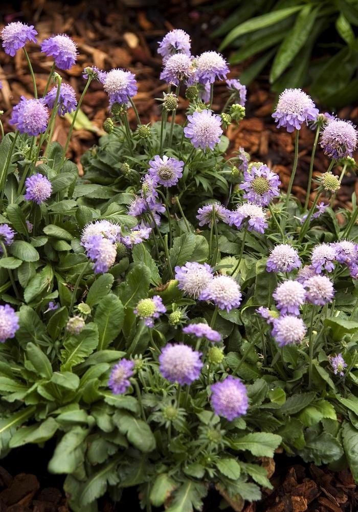 Ritz Blue Pincushion Flower - LandscapeDirect