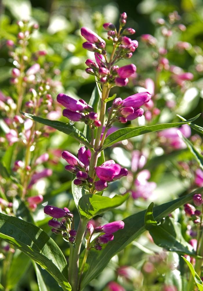 Rondo Mix Beardtongue - LandscapeDirect