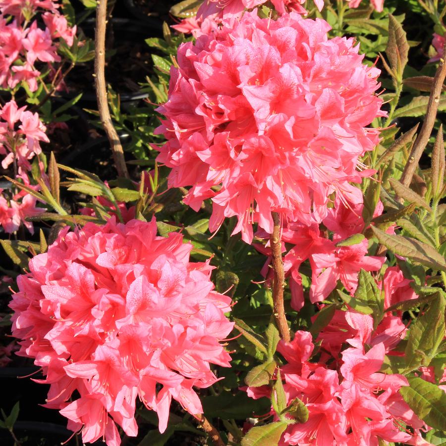 Rosy Lights Azalea - LandscapeDirect