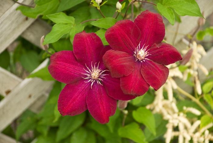 Rouge Cardinal Clematis - LandscapeDirect