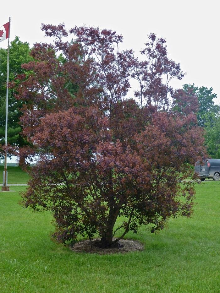 Royal Purple Smoke Tree - LandscapeDirect