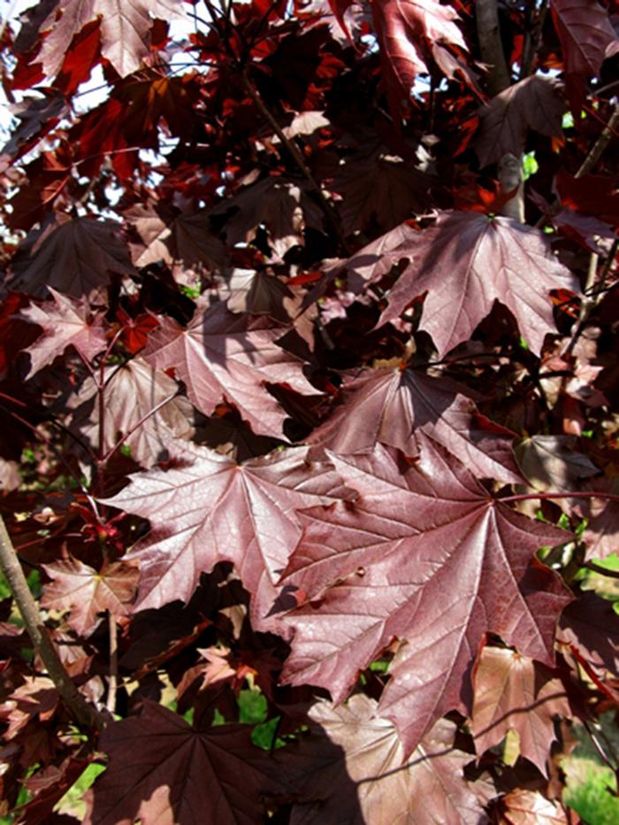 Royal Red Norway Maple - LandscapeDirect