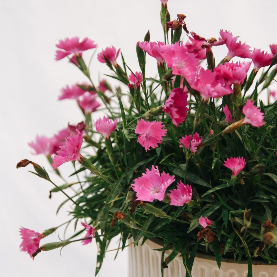 Scarlet Kahori Pinks - LandscapeDirect
