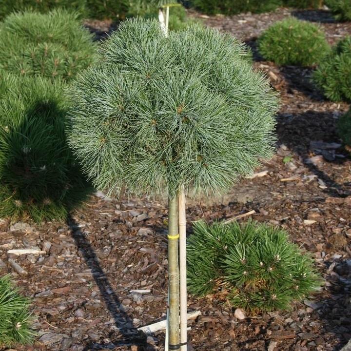 Sea Urchin Eastern White Pine - Standard - LandscapeDirect