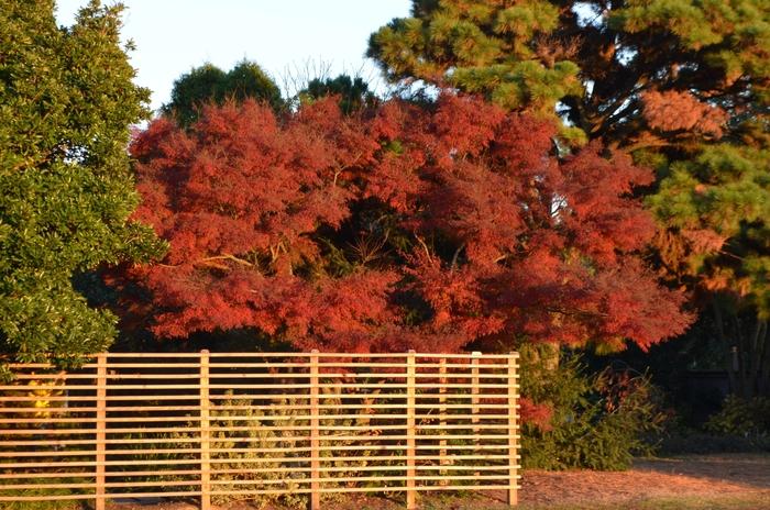 Seiryu Laceleaf Japanese Maple - LandscapeDirect