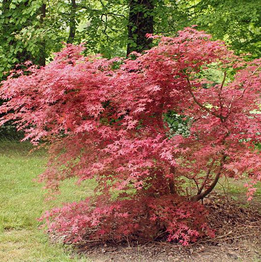 Shindeshojo Japanese Maple - LandscapeDirect