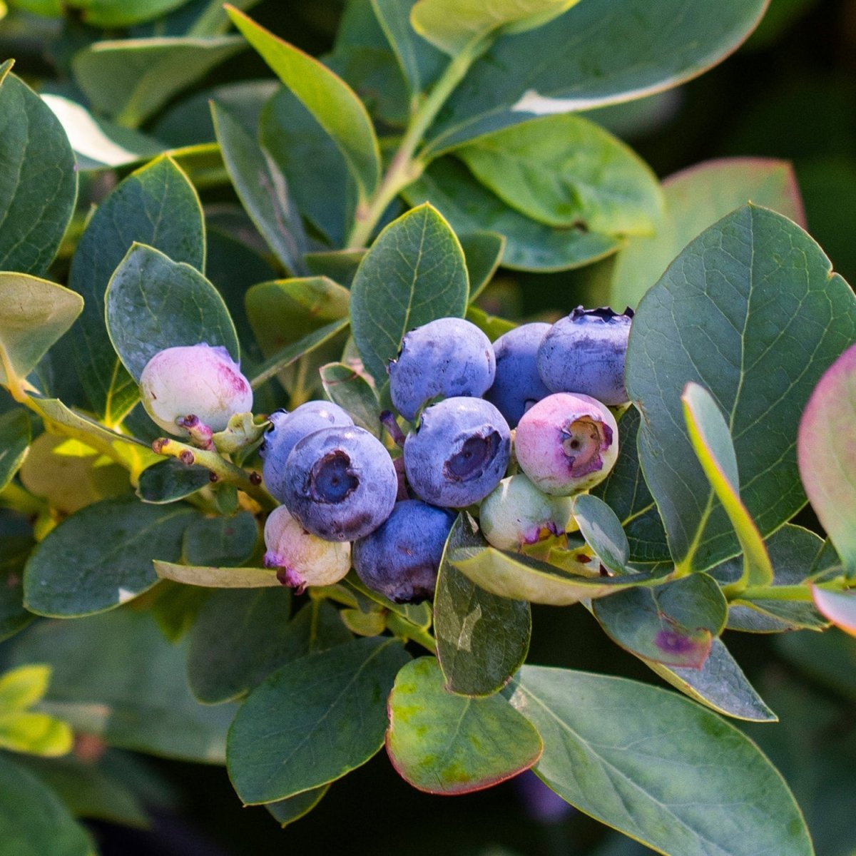 Silver Dollar Blueberry - LandscapeDirect