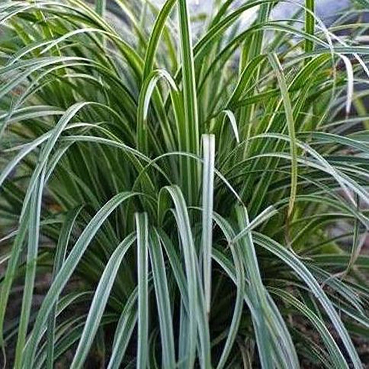 Silver Sceptre Sedge - LandscapeDirect