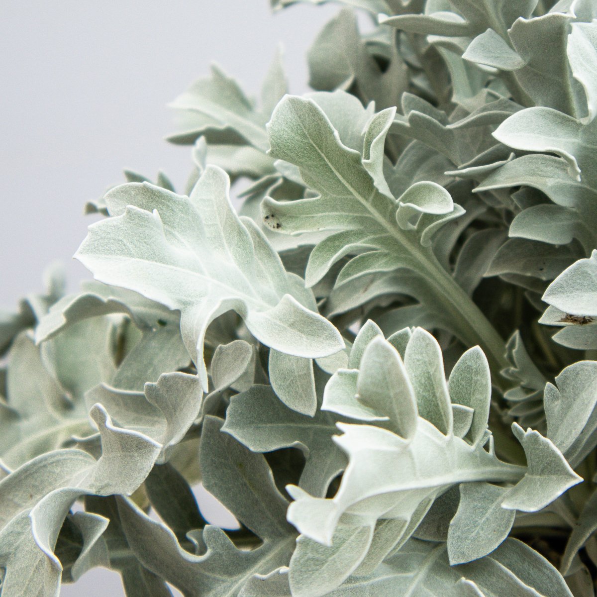 Silver Swirl Dusty Miller - LandscapeDirect