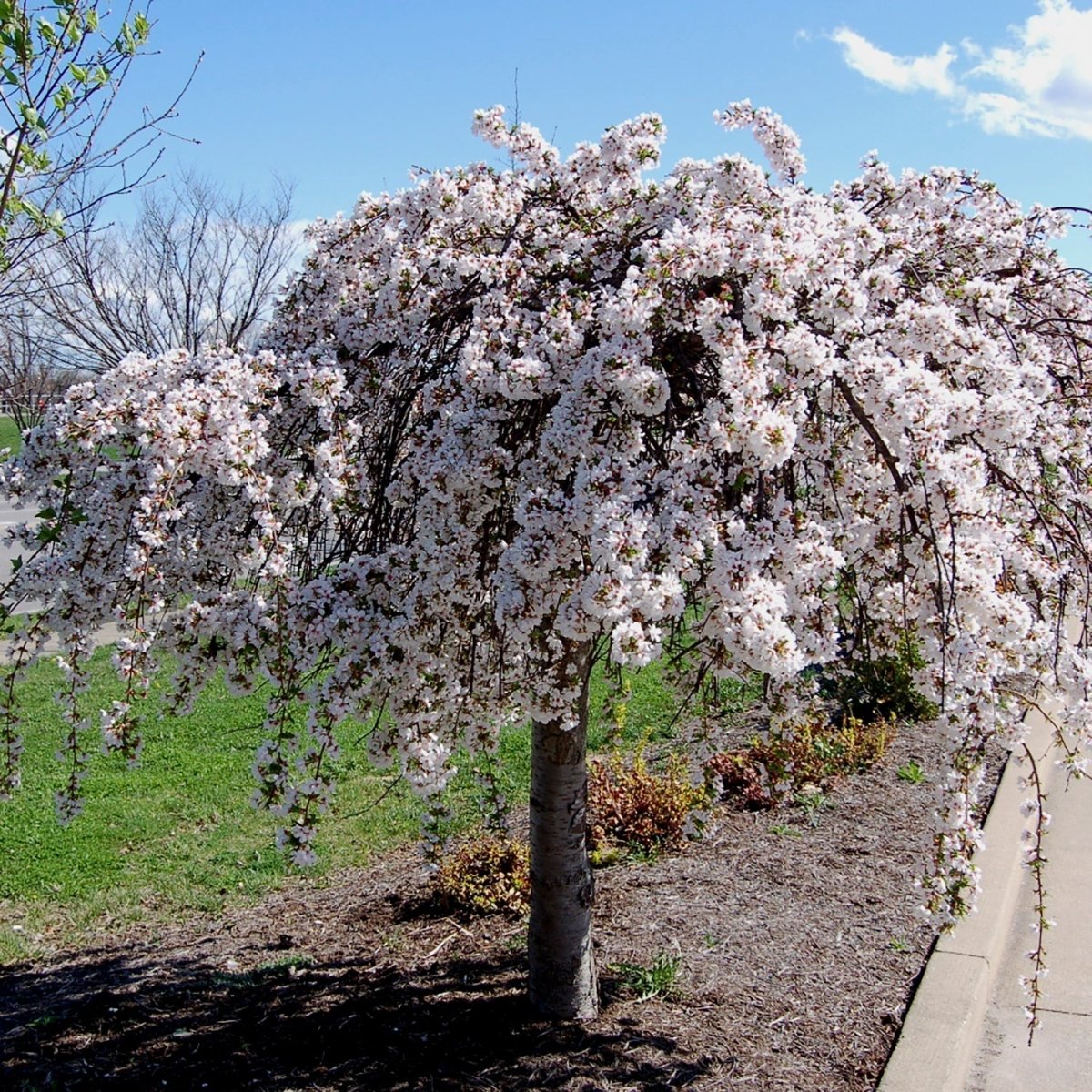 Snow Fountains Weeping Cherry - LandscapeDirect