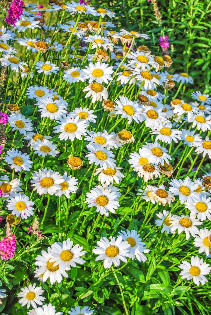 Snow Lady Shasta Daisy - LandscapeDirect