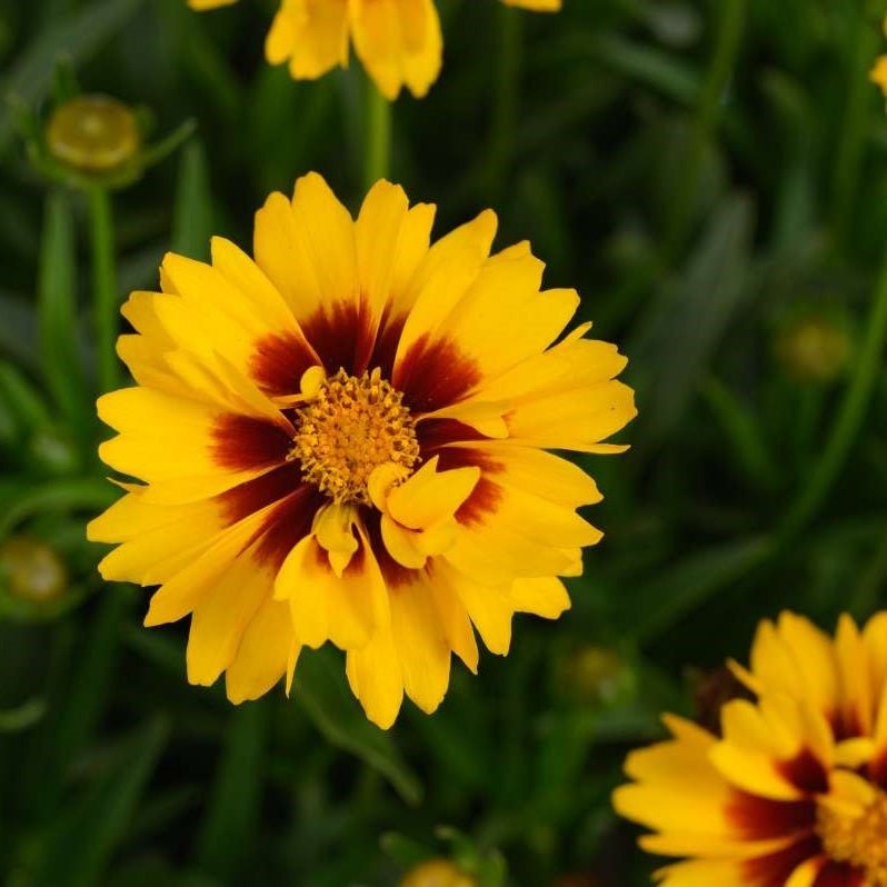 Solanna Sunset Bright Tickseed - LandscapeDirect