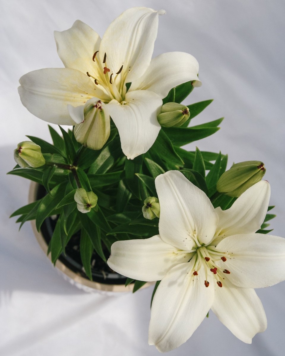 Sparkling Joy Asiatic Lily - LandscapeDirect
