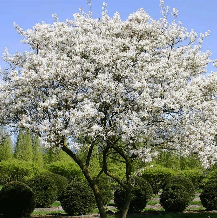 Spring Flurry Allegheny Serviceberry - LandscapeDirect
