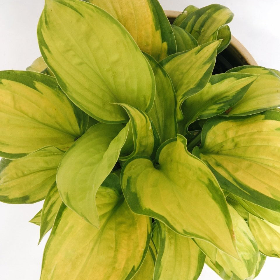 Stained Glass Hosta - LandscapeDirect