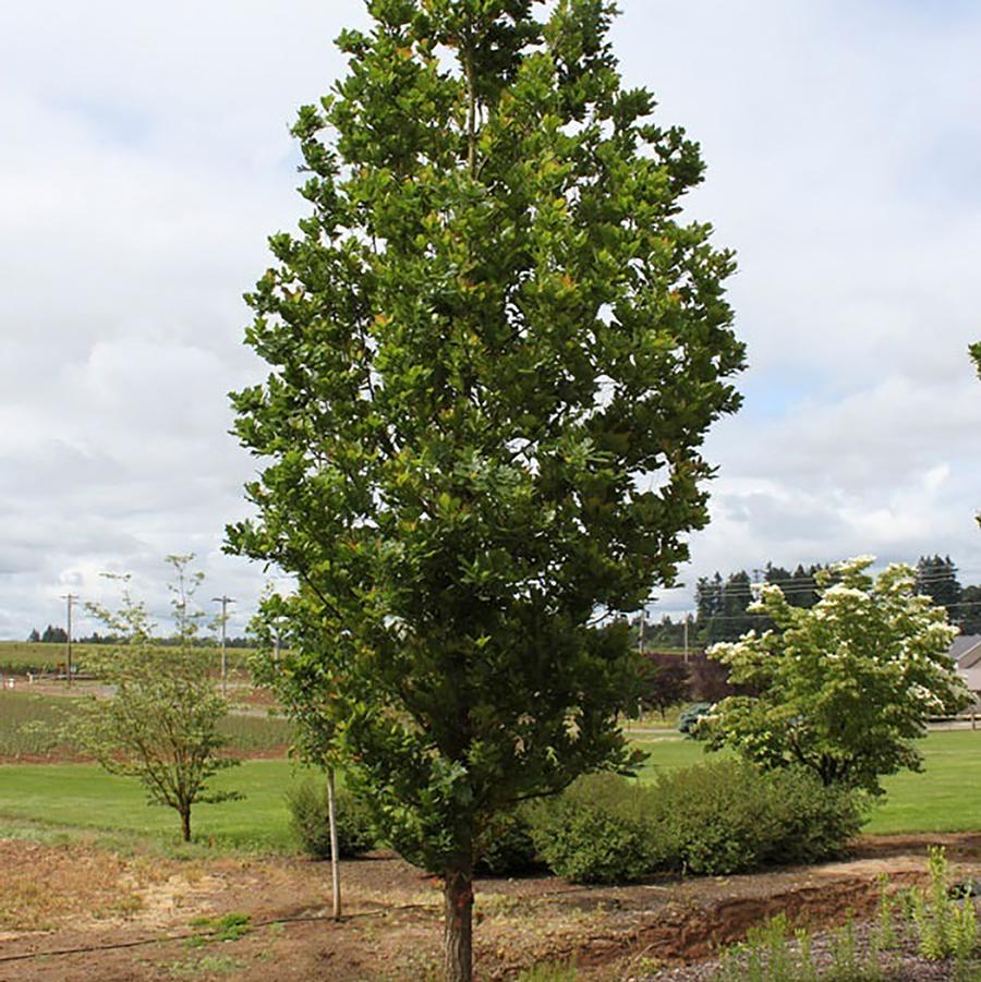Streetspire Oak - LandscapeDirect