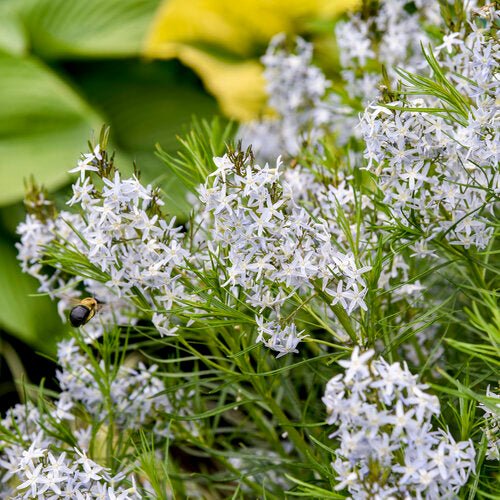 String Theory Blue Star - LandscapeDirect