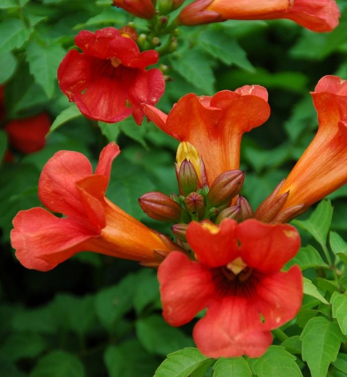 Summer Jazz Fire Trumpet Vine - LandscapeDirect