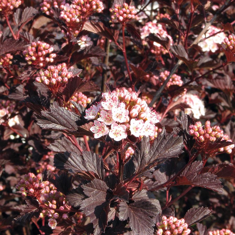 Summer Wine Ninebark - LandscapeDirect