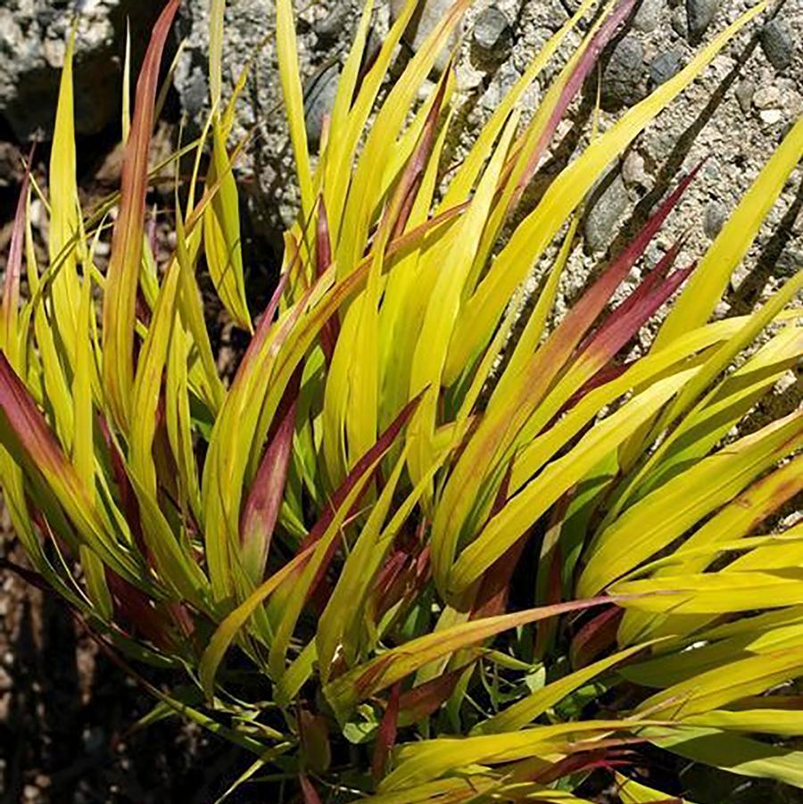 Sunflare Japanese Forest Grass - LandscapeDirect