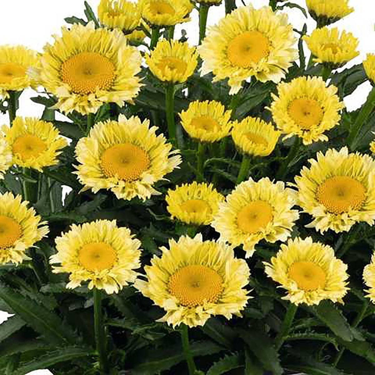 Sweet Daisy Izabel Shasta Daisy - LandscapeDirect