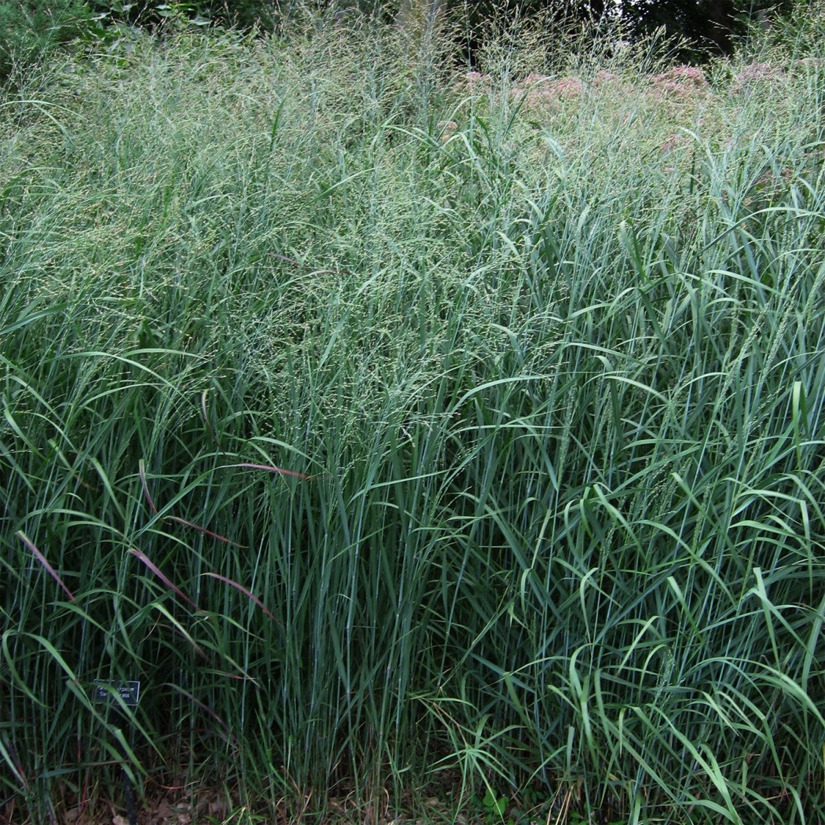 Switchgrass - LandscapeDirect