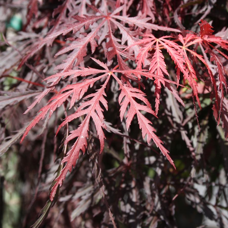 Tamukeyama Laceleaf Japanese Maple (Specimen) - LandscapeDirect