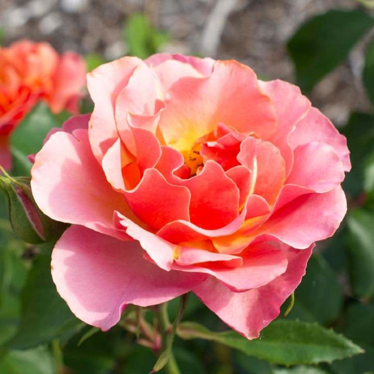 Tequila Supreme Rose - LandscapeDirect