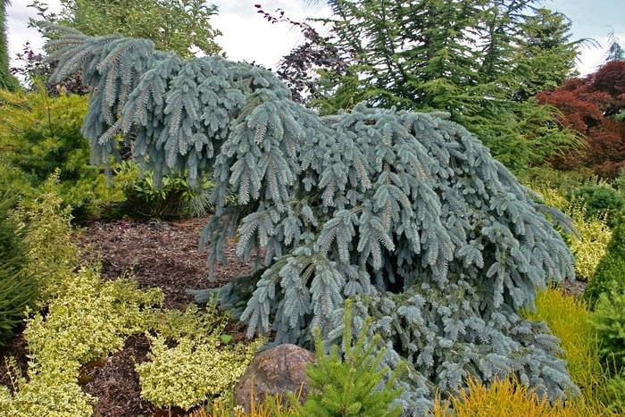 The Blues Colorado Spruce - LandscapeDirect