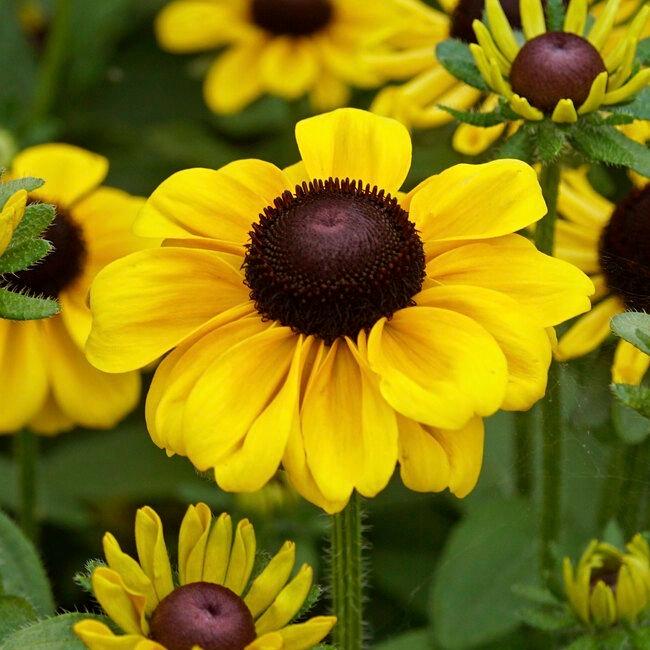 Toto Lemon Black - eyed Susan - LandscapeDirect