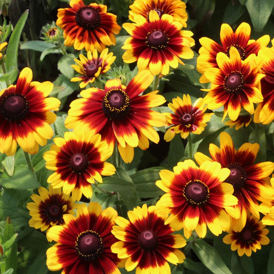 Toto Rustic Black - eyed Susan - LandscapeDirect
