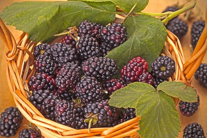 Triple Crown Blackberry - LandscapeDirect