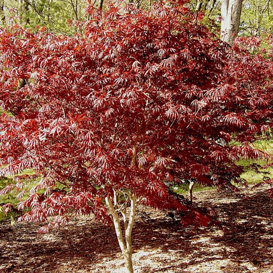 Trompenburg Japanese Maple - LandscapeDirect