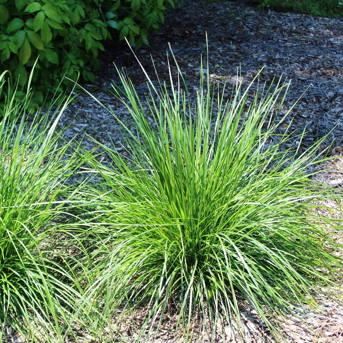 Tufted Hairgrass - LandscapeDirect