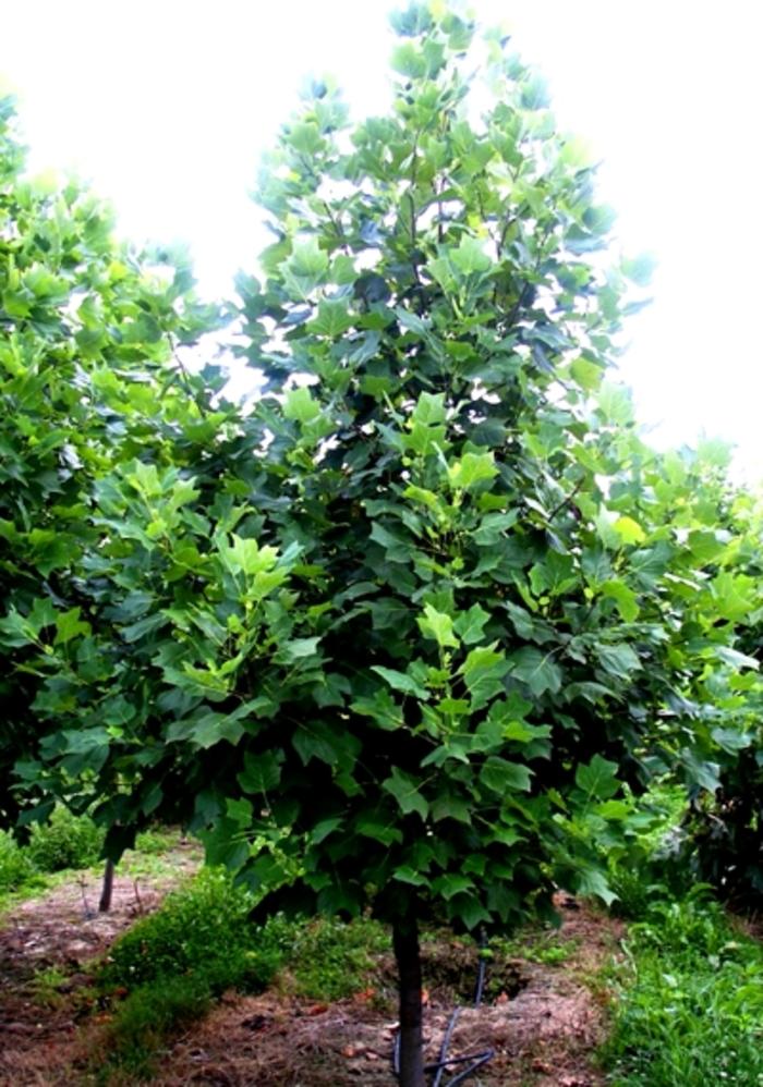Tulip Tree - LandscapeDirect