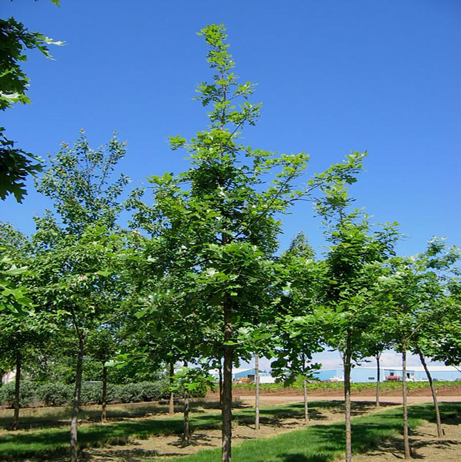 Urban Pinnacle Bur Oak - LandscapeDirect