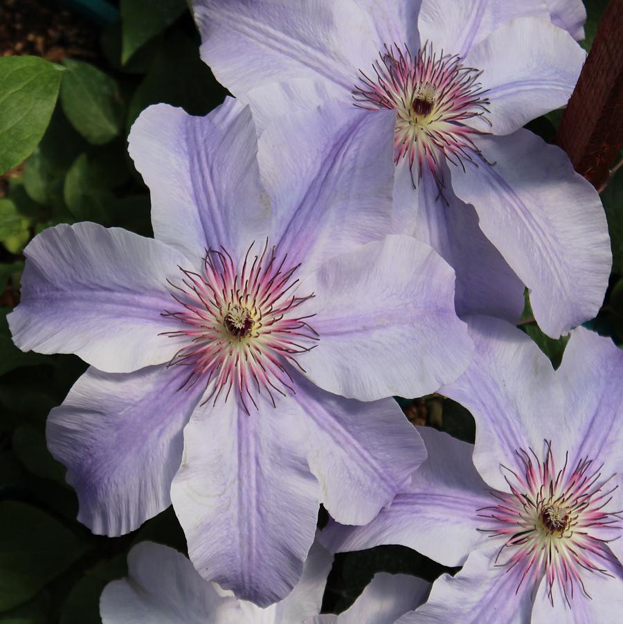 Vancouver Deborah Dahl Clematis - LandscapeDirect