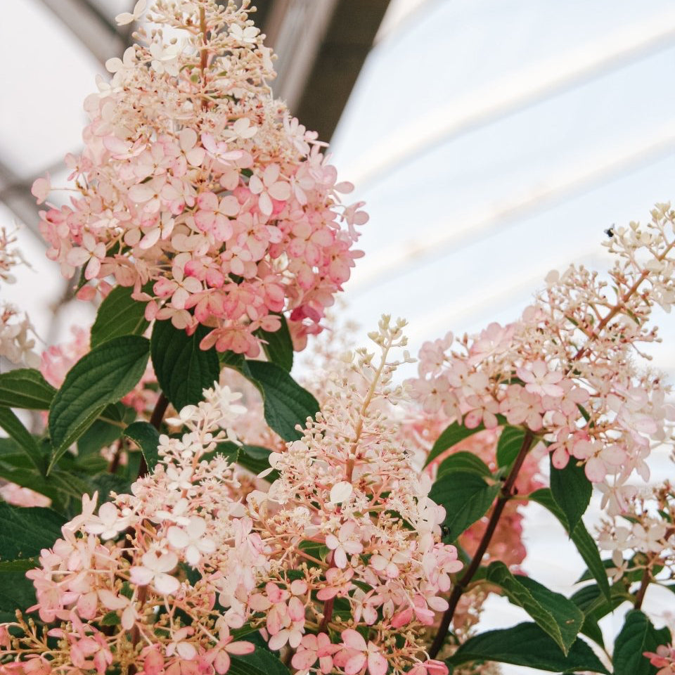 Vanilla Strawberry Hydrangea Tree - LandscapeDirect